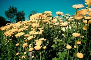 Marigold flower or Calendula with leaf on green natural summer background - Calendula flower field plant photo