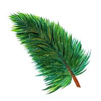 Watercolor pine tree branch hand drawn illustration. Christmas clipart, green coniferous twig. Evergreen botanical element, spruce sprig. Festive concept for decoration, design of cards, textiles photo
