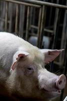 Pig Breeding farm in swine business in tidy and clean indoor housing farm, with pig mother feeding piglet photo