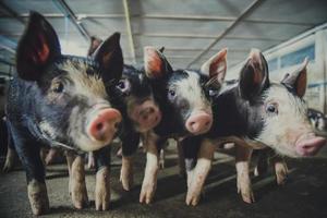 granja de cría de cerdos en el negocio porcino en una granja de vivienda interior ordenada y limpia, con lechones de alimentación de la madre porcina foto