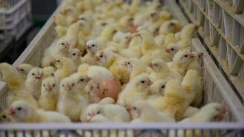 pollitos recién nacidos en bandeja, negocio avícola. negocio de granjas de pollos con alta agricultura y uso de tecnología en la agricultura para seleccionar la línea de proceso de género de pollo foto