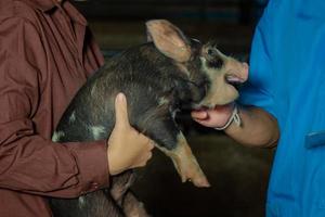 Curious pigs in Pig Breeding farm in swine business in tidy and clean indoor housing farm, with pig mother feeding piglet photo