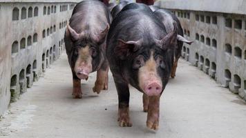 Curiosos cerdos kurobuta en la granja de cría de cerdos en el negocio porcino en una granja interior ordenada y limpia, con una madre de cerdo alimentando lechón foto