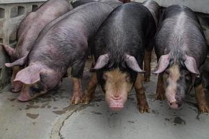 Cerdos curiosos en la granja de cría de cerdos en el negocio porcino en una granja de vivienda interior ordenada y limpia, con la madre de cerdo alimentando lechón foto