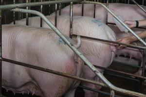 Curious pigs in Pig Breeding farm in swine business in tidy and clean indoor housing farm, with pig mother feeding piglet photo