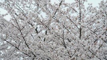 The beautiful cherry flowers blooming in the park in China in spring photo