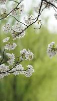 The beautiful cherry flowers blooming in the park in China in spring photo