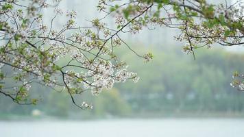 las hermosas flores de cerezo que florecen en el parque en china en primavera foto