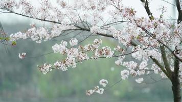 las hermosas flores de cerezo que florecen en el parque en china en primavera foto