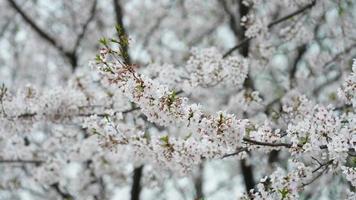 The beautiful cherry flowers blooming in the park in China in spring photo