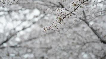 The beautiful cherry flowers blooming in the park in China in spring photo