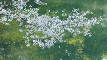 The beautiful cherry flowers blooming in the park in China in spring photo