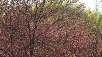 The beautiful cherry flowers blooming in the park in China in spring photo