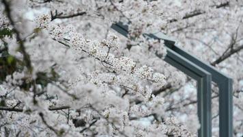 The beautiful cherry flowers blooming in the park in China in spring photo