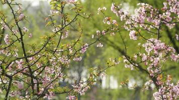 The beautiful cherry flowers blooming in the park in China in spring photo