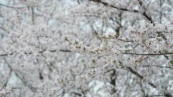 The beautiful cherry flowers blooming in the park in China in spring photo