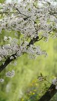 The beautiful cherry flowers blooming in the park in China in spring photo