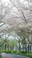 The beautiful cherry flowers blooming in the park in China in spring photo