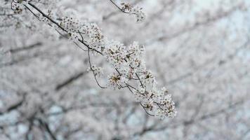 The beautiful cherry flowers blooming in the park in China in spring photo