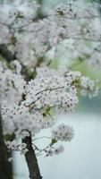 The beautiful cherry flowers blooming in the park in China in spring photo