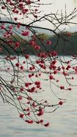 las hermosas flores de cerezo que florecen en el parque en china en primavera foto