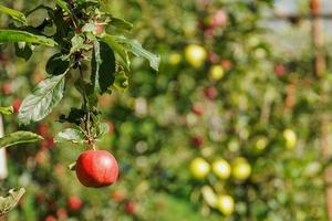 Apple plants in organic cultivation photo