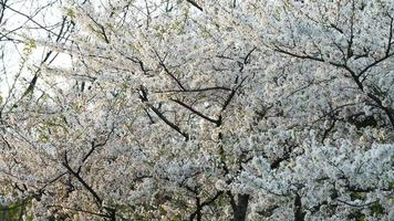 The beautiful cherry flowers blooming in the park in China in spring photo