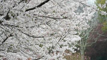 The beautiful cherry flowers blooming in the park in China in spring photo