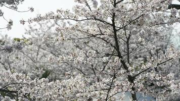 The beautiful cherry flowers blooming in the park in China in spring photo