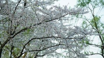 The beautiful cherry flowers blooming in the park in China in spring photo