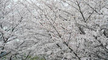 The beautiful cherry flowers blooming in the park in China in spring photo