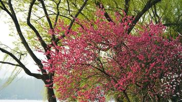 The beautiful cherry flowers blooming in the park in China in spring photo