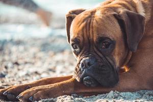 Boxer dog on the beach. Face expression and poses. Copy space photo