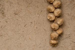 a bunch of dry garlic on a clay wall background photo