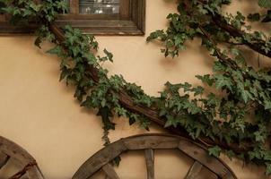 wooden wheel and branch of a tree with leaves on a wall background with an old window photo