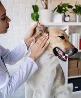 Veterinario sonriente examinando y cepillando perro de raza mixta foto
