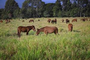 flcok of horse standing in grass field