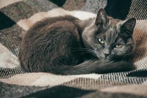 Gray domestic cat is sleeping on a plaid photo