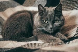 Gray domestic cat is sleeping on a plaid photo