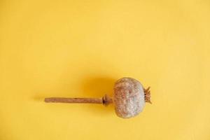 Dry opium poppy on a yellow background photo