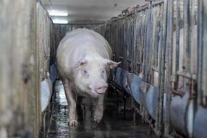 Pig Breeding farm in swine business in tidy and clean indoor housing farm, with pig mother feeding piglet photo