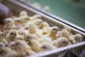 Baby Chickens just born on tray, Poultry Business. chicken farm business with high farming and using technology on farming on Selecting chicken gender process line photo