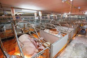 Curious pigs in Pig Breeding farm in swine business in tidy and clean indoor housing farm, with pig mother feeding piglet photo