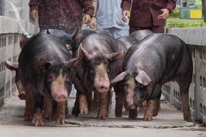 Curiosos cerdos kurobuta en la granja de cría de cerdos en el negocio porcino en una granja interior ordenada y limpia, con una madre de cerdo alimentando lechón