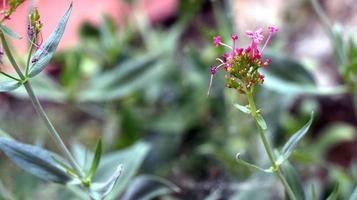 Pink flower with a green stem in the garden photo