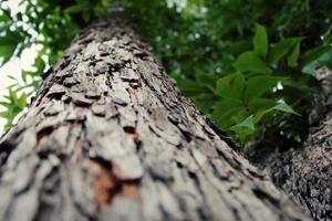 Close up of a tree with a narrow depth of field at cold weather photo