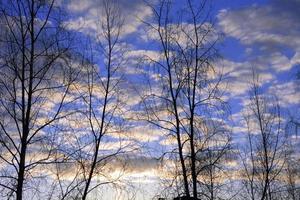 Pink sunset in winter in the forest. Winter evening. Sunset in frosty weather. Trees without foliage. photo