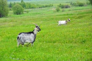The goat is grazing in the meadow. Goats in the field eat grass. Pets for a walk in the open air. photo