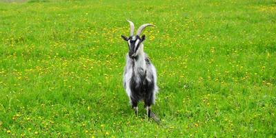 The goat is grazing in the meadow. Goats in the field eat grass. Pet for a walk in the open air. photo