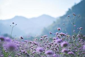 violet verbena field. flower background photo